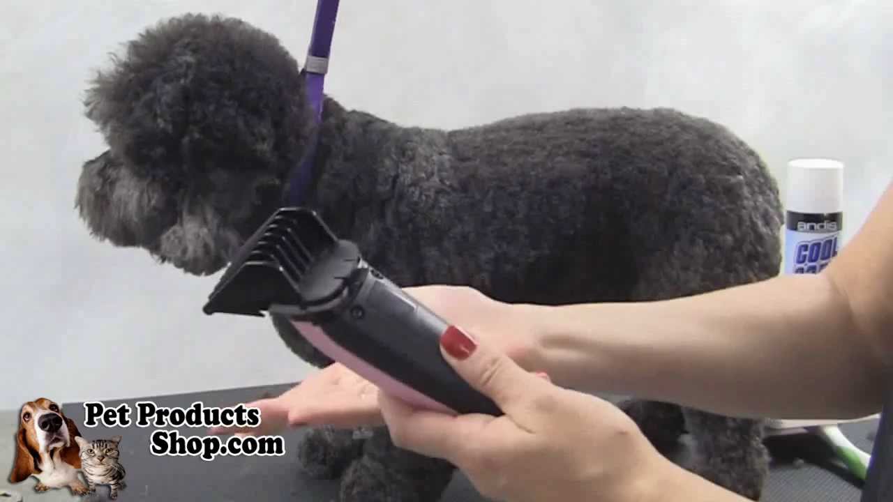 andis poodle clippers