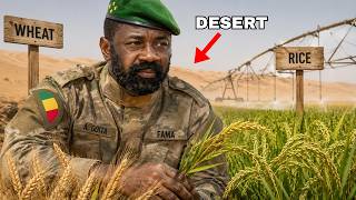 How Assimi Goïta Is Growing Rice & Wheat in Africa's Harshest Desert