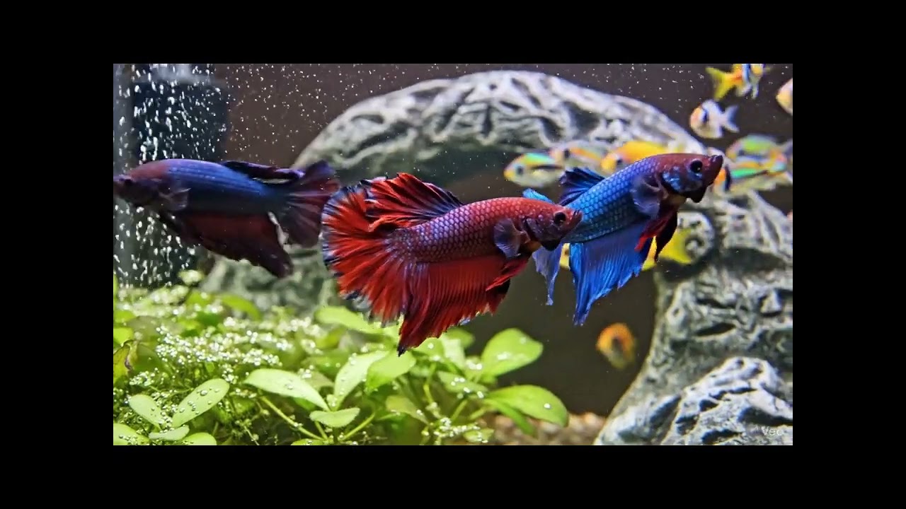 "Incredible Betta Fish Battles That Will Leave You Speechless! 🐠✨