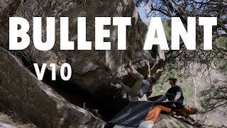 Uncut: Bullet Ant V10