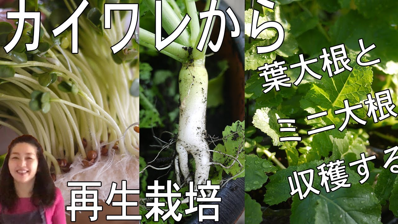 再生栽培 ２４ カイワレからミニ大根と葉大根を収穫する Youtube