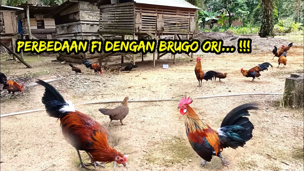 Review PIKAT MUDA F1 DAN BRUGO ORI AKHIR TAHUN amunisi 2023