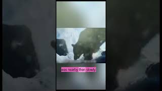 Title;;Mother Bear Survives Harsh Winter | Incredible Hibernation Story | Wildlife Documentary
