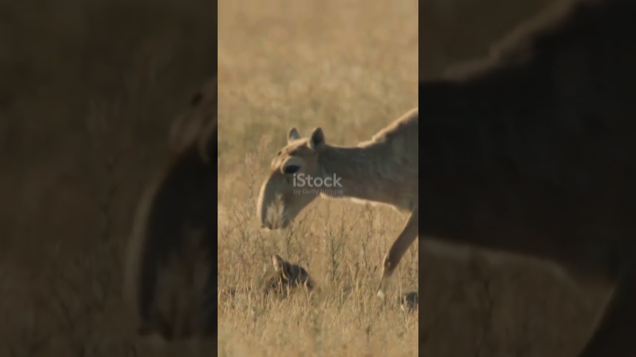 Saiga Antelopes The Marathon Runners of the Animal Kingdom!