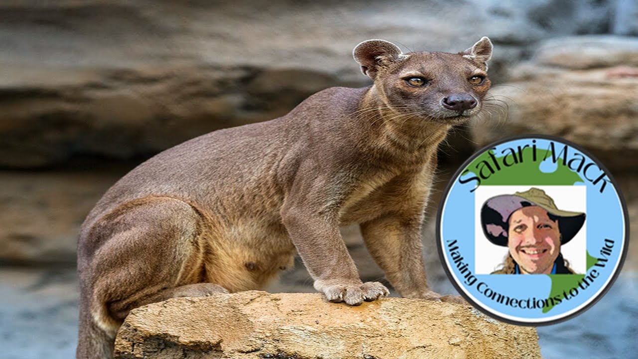 Safari Mack Returns to Africa: Madagascar Edition: Fossa 