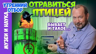 видео: Два вида птиц пополнили список ядовитых животных. Ядовитые птицы далекие и близкие. Игорь Фадеев картинка: Два вида птиц пополнили список ядовитых животных. Ядовитые птицы далекие и близкие. Игорь Фадеев