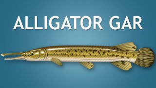 Elltharis - Alligator Gar 5