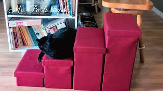 Cats. Our Mr. Pooh tries out the new cat steps.