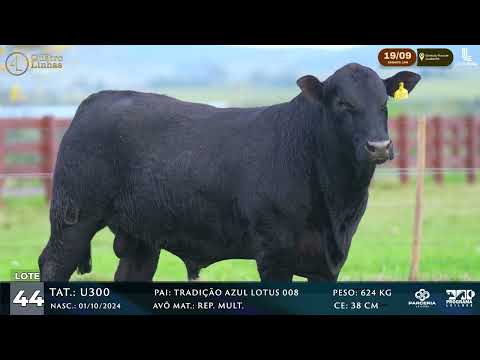 LOTE 044
