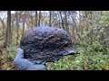 Коп по войне. Гольдап - Гумбинненское направление. WW2 Metal Detecting in Goldap - Gumbinnen