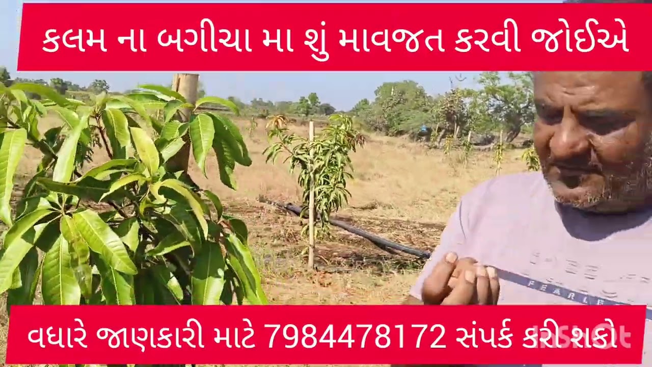 નાની કલમમા કઈ રીતની માવજત કરવી. કયારે ક્યુ ખાત્તર અને દવાનો ઉપયોગ કરવો તેની સંપૂર્ણ માહિતી આપેલી છે