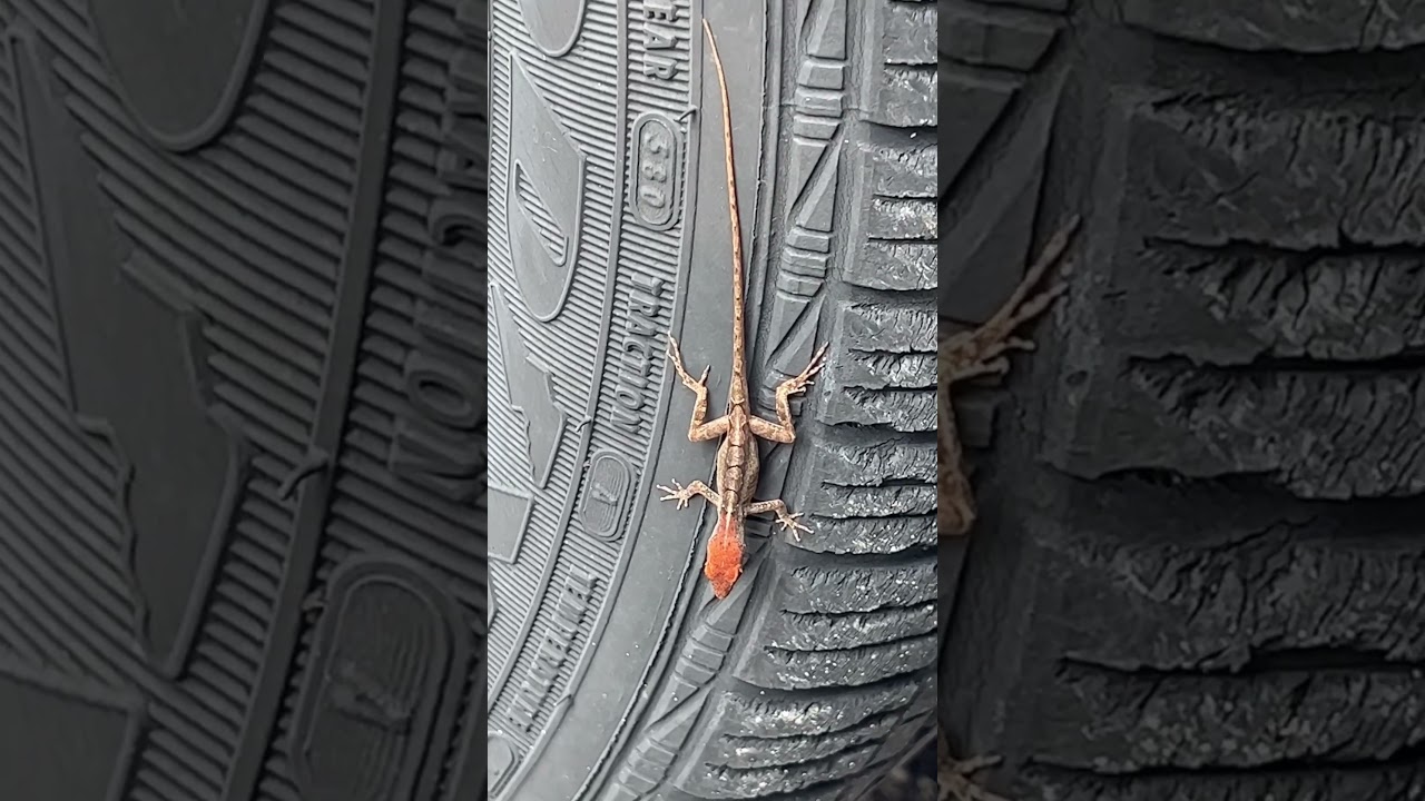 Does anybody know what kind of lizard this is? ￼