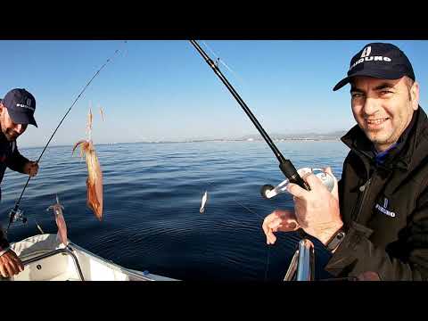 KRYSTAL CLEAR SQUID