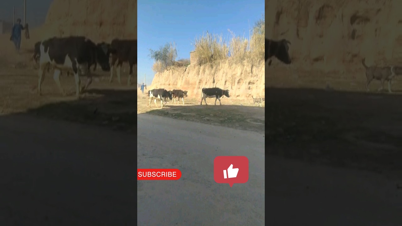 Afghan watch dogs|Afghwatch dog barking sounds 