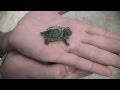 Rare "Mohawk Slider" - RES Turtle Mutation *Unboxing*