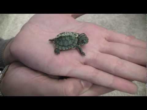 mini dwarf red eared sliders