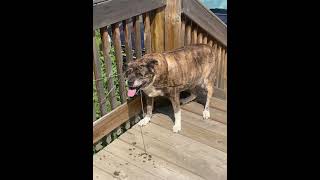 Dog Tangled in Tomato Cage, Looks Confused