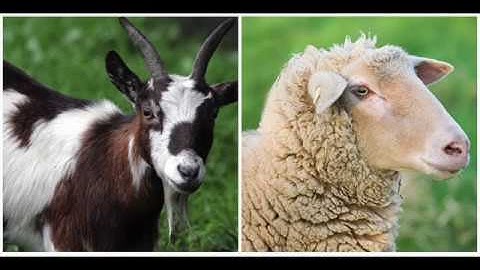 Aron Ra Debunked Series 2 Part 3: The Collapse of The Phylogeny Challenge | Goats & Sheep