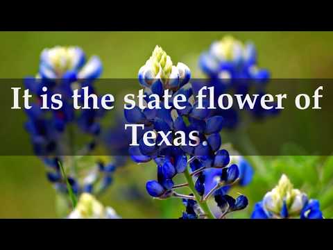 Video: Ang mga usa ba ay kumakain ng Texas bluebonnets?