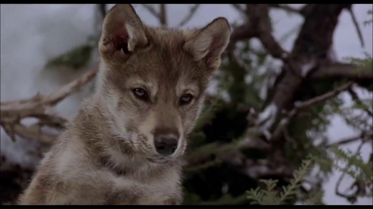 Волк белый клык. Лондон дж. Волк белый клык. Белы клык. Лондон дж.