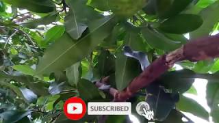 Tips Cangkok Mangga Untuk Pemula