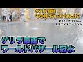 ゲリラ豪雨でワールドバザールが冠水。雷鳴に驚くキャラクターやゲスト、その時キャストさんは?2021年7月11日、ディズニーランドで撮影