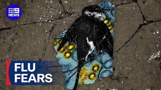 Bird flu scare in WA | 9 News Australia