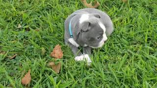 Bellas 3rd little of blue Boston Terrier puppies. They are growing so fast.