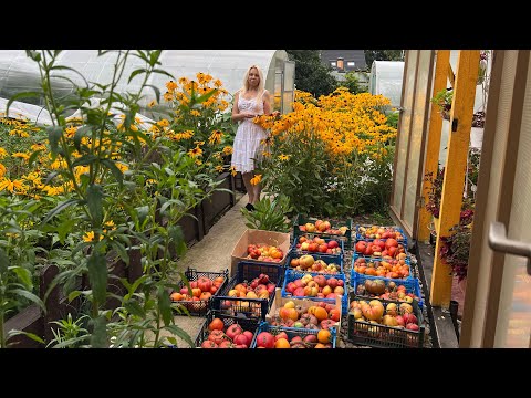 Урожай экзотических томатов в Подмосковье