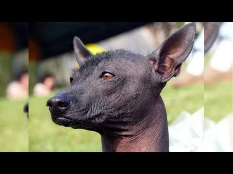 Video: Perro Mexicano Sin Pelo: Características De Su Comportamiento Y Cuidados