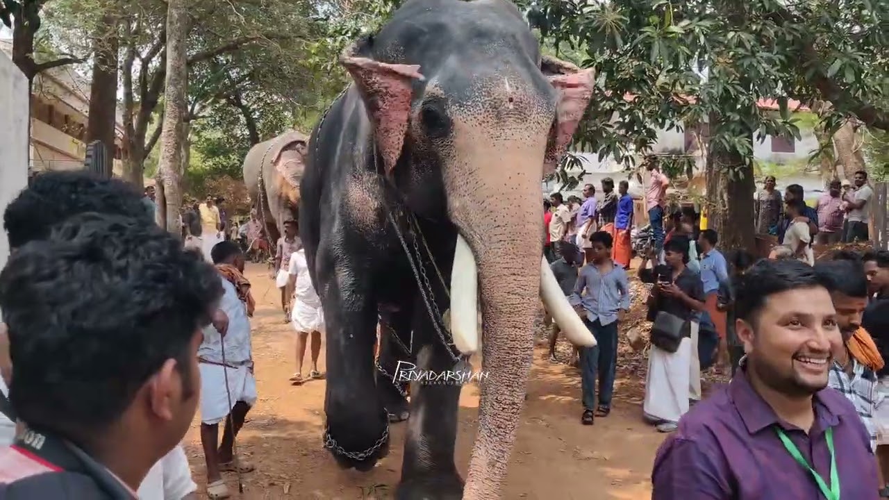 ഉത്രാളിക്കാവ് പൂരം വടക്കാഞ്ചേരി ദേശം ഊക്കൻസ് കുഞ്ചുവും സംഘവും 