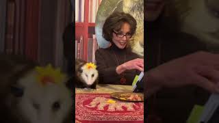 Spittin Up Pearls   YouTube Short #animals #possumkingdom #comedyvideos #pets #possum #funnyshorts