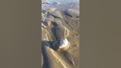 Live northern moon snail at Wells beach, Maine