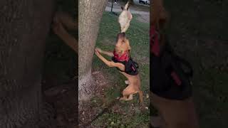 Draco Working The New Cow Hide