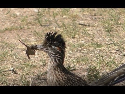 Roadrunner vs Lizard 2