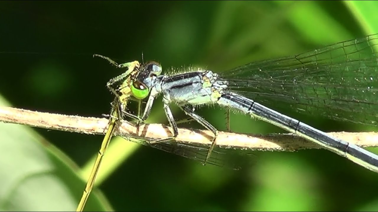 Spreadwing Damselfly Eats Another Damselfly