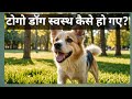 टोगो डॉगी स्वस्थ हो गए! Togo Doggy become healthy #Dr Priyanka Roy #ytshort#short2024 #viralshort