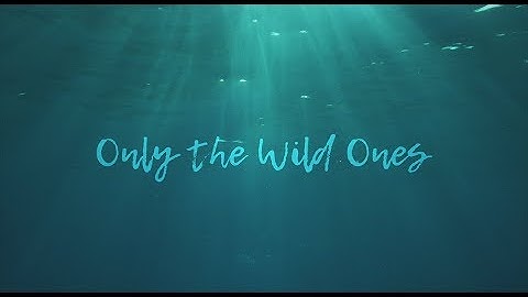 Dispatch - "Only The Wild Ones" [Official Music Video]