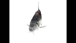 SPINNING FISH meme 60fps