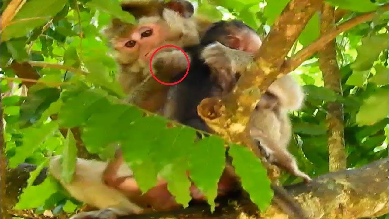 Million cry! Amri weans poor Lori on a tree very dangerous|Amri gets so mad on baby Lori today