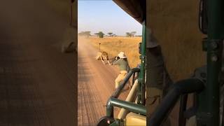 She wanted a picture… the lion wanted dinner 😳