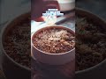 AIに背徳飯見せてやった　#ai #chatgpt #こんびにこ #tiktok