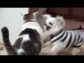 【一番激しかった猫と犬のバトル！】Nora and Koo of Excite the battle. lol