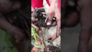 Harvesting Ginger From Our Garden