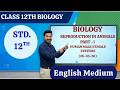 Class 12th | Biology - Reproduction in Animals: Human Male/Female Systems (26-05-26)