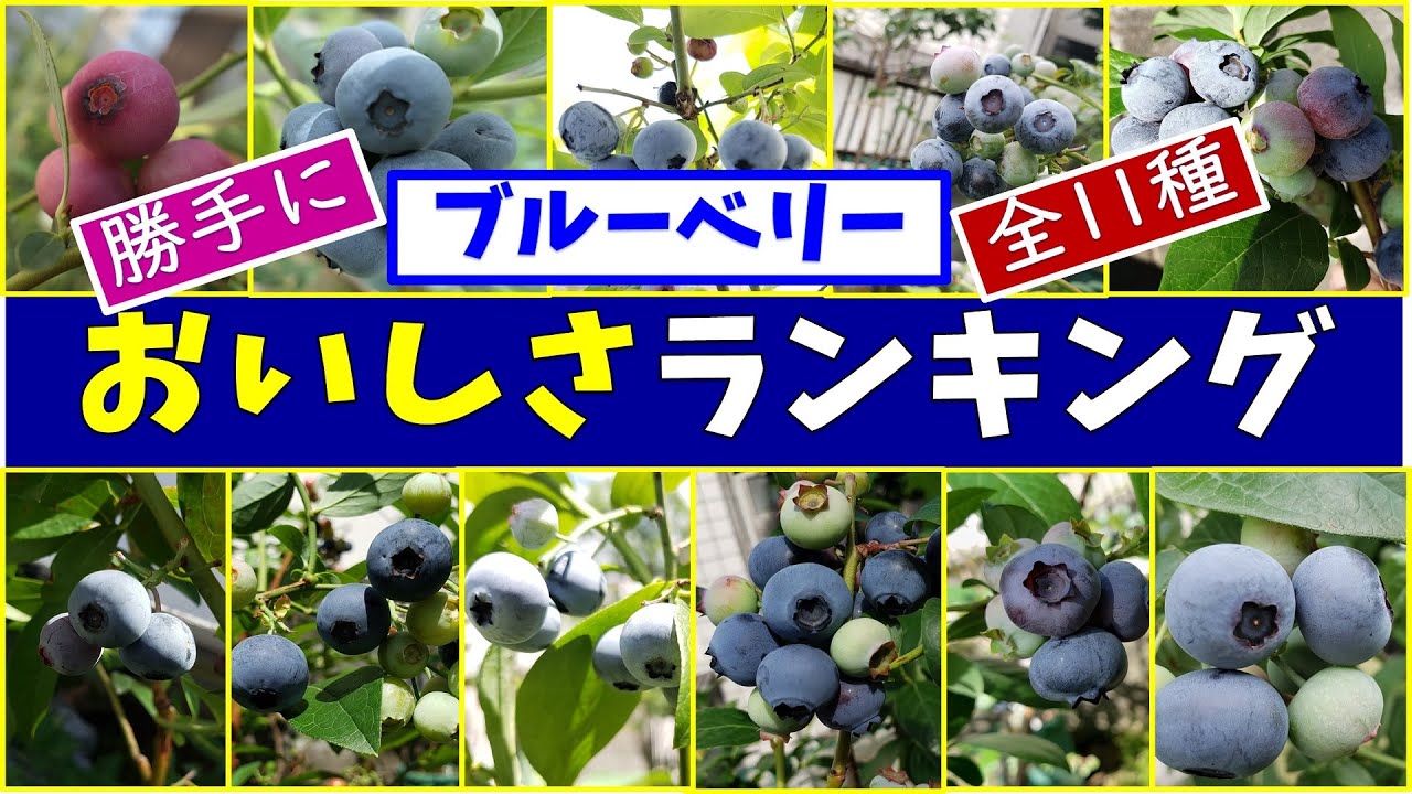 ブルーベリー栽培：おいしさランキングを付けてみた