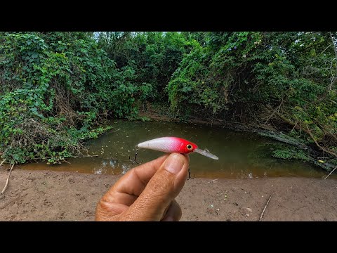 IF I TOLD YOU, YOU WOULDN'T BELIEVE IT, DEADLY BAIT. Fishing and camping