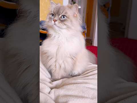 #shortvideo #cat #котик #топ #shorts #котик #cat #видосыоткота #котик #прикольныекоты