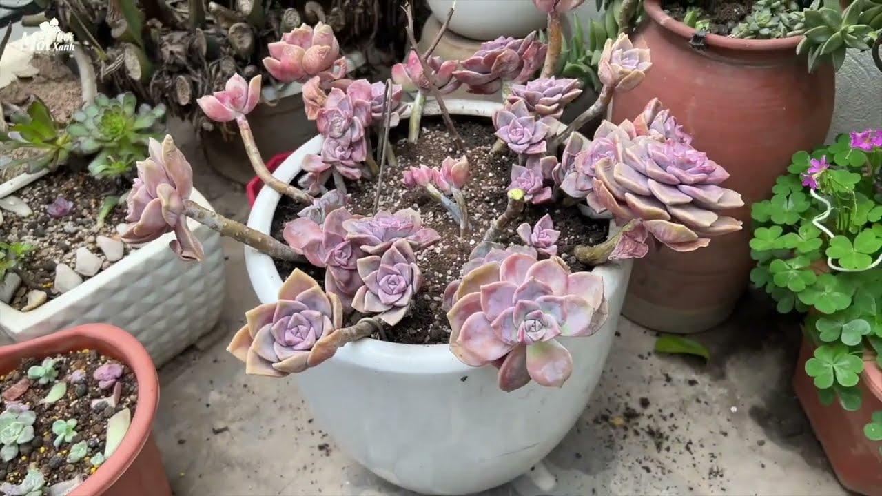 Sen đá Hồng mập - Sen đá quốc dân Khỏe - Trâu - Full nắng mưa