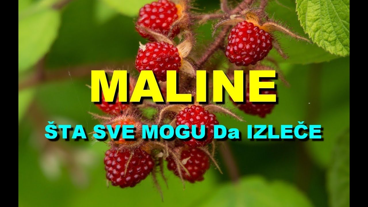 MALINE - ŠTA SVE MOGU Da IZLEČE